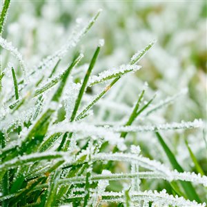 Frozen Lawns - Quick Tip